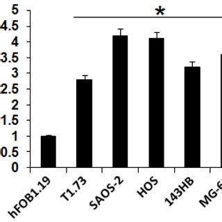 Qrt Pcr Analysis Showing The Expression Of Mir In Normal Hfo B