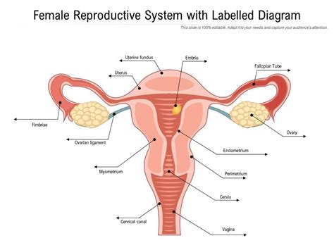 Diagram Of Female Reproductive System With Labels Female Rep