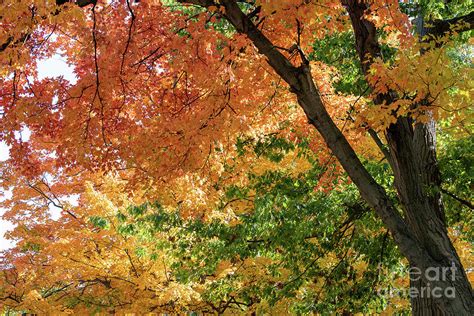 Red Gold And Green Photograph By Jason Layden Fine Art America