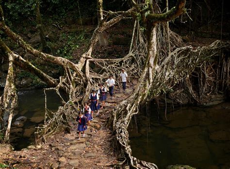 tree-root-bridge-meghalaya - RVCJ Media