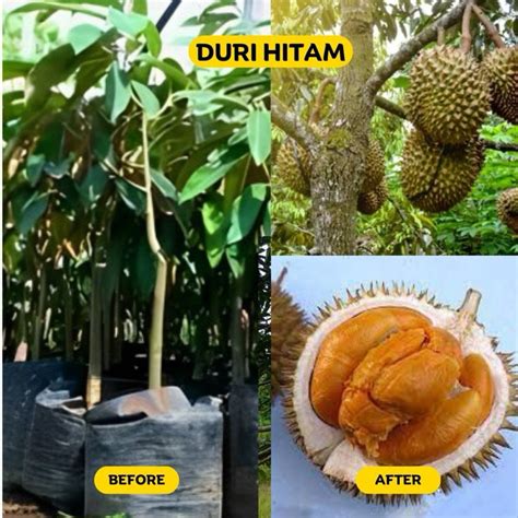 Jual Bibit Durian Black Torn Duri Hitam Unggul Berkualitas Bisa Berbuah