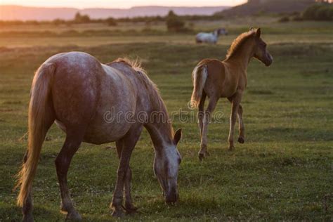 Wild horses at sunset stock image. Image of fauna, field - 75838511