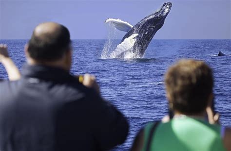 Monterey Whale Watching Guide - GetMyBoat