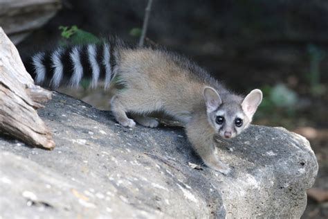 Ring-Tailed Cat | Abilene Zoo Animals