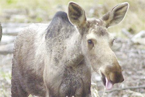 Numerous moose sightings surprise Minnesota researchers - Park Rapids ...