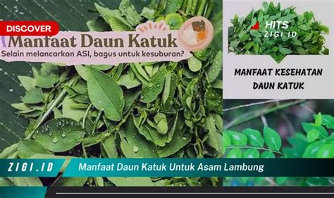 Ketahui Manfaat Kapsul Daun Kelor Yang Wajib Kamu Intip