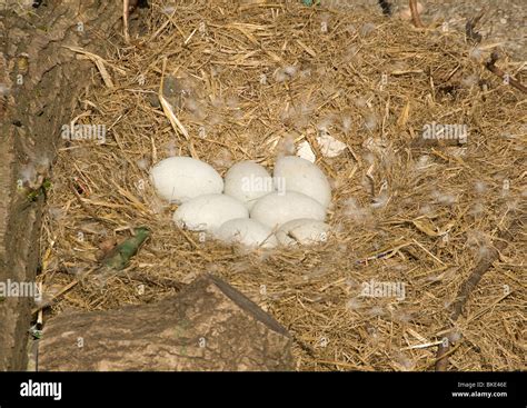 Swan eggs in nest Stock Photo - Alamy