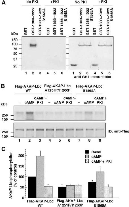 Anchored Pka Phosphorylates Akap Lbc On Serine 1565 A Gst