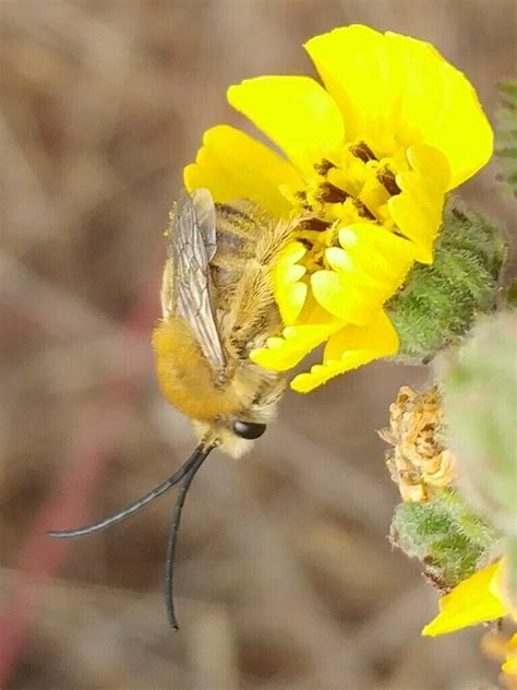 Pomona Longhorn Sbbg Lompoc Swp Floral Visitor Guide Inaturalist