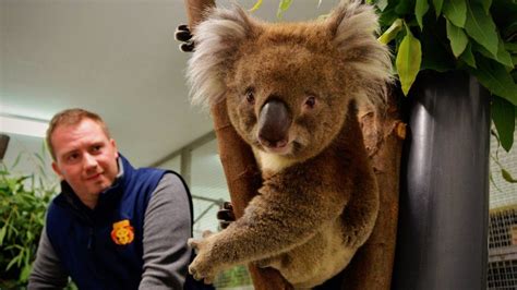 Longleat Safari Park New Koala To Boost Breeding Programme Bbc News