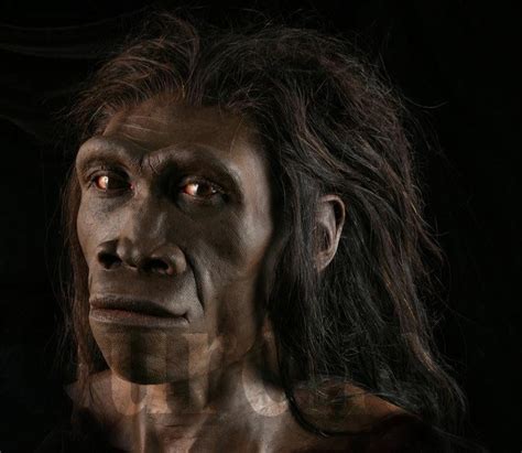 Evolution Of Homo Neanderthalensis Life Size Paleoartist