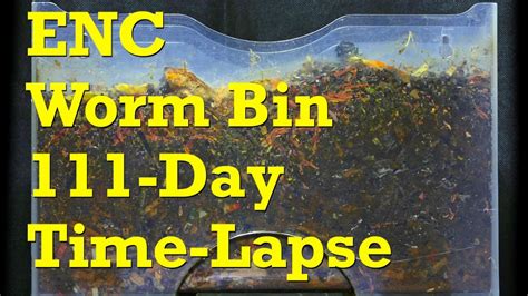 European Nightcrawler Worm Bin Day Fast Time Lapse