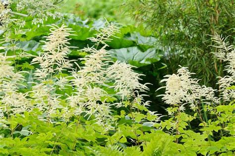 Aruncus Dioicus Goat S Beard