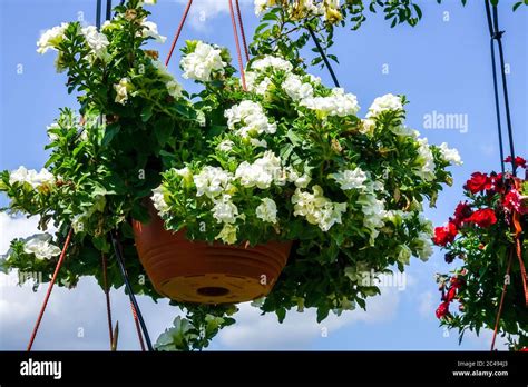 White Petunia Petunias Surfinia Surfinias Million Bells Hanging Basket