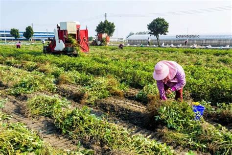 Cara Budidaya Kacang Tanah Petani Digital