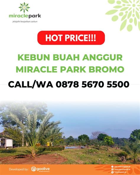 Hot Price, Call 085903778000, Kebun Buah Anggur di Puspo — Pasuruan ...