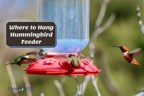 Hummingbird Feeder Placement: Shaded and Convenient – Nature Blog Network