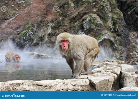 Snow Monkey In Hot Spring, Jigokudani, Nagano, Japan Royalty-Free Stock ...