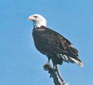 Bald Eagle Protection Act | United States [1940] | Britannica.com