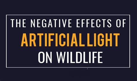 What Harm Is The Artificial Lights Causing To The Wildlife