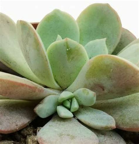 Echeveria Subcorymbosa Archivi Giromagi Cactus