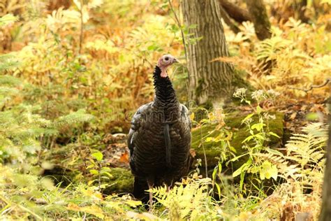 Wild Tom Turkey Stands In A Forest Clearing Surrounded By Ferns Stock