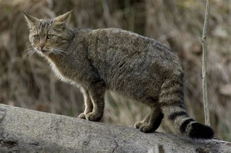 Steckbrief Der Europ Ischen Wildkatze