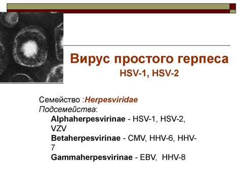 Тип герпесвируса человека - презентация онлайн