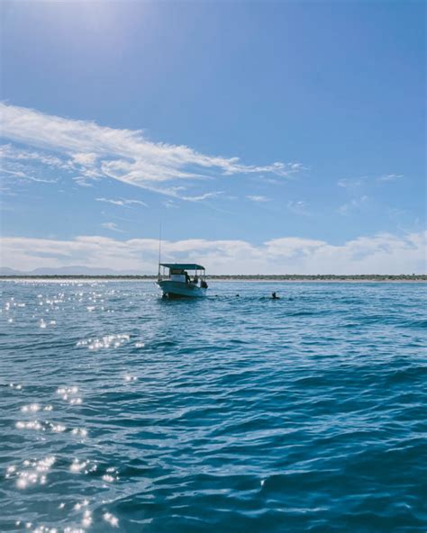 How to Ethically Swim with Whale Sharks in La Paz, Mexico