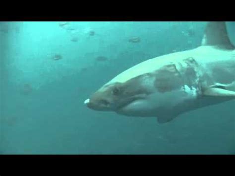 Planet Carnivore Planet Carnivore Oceans Great White Shark Youtube