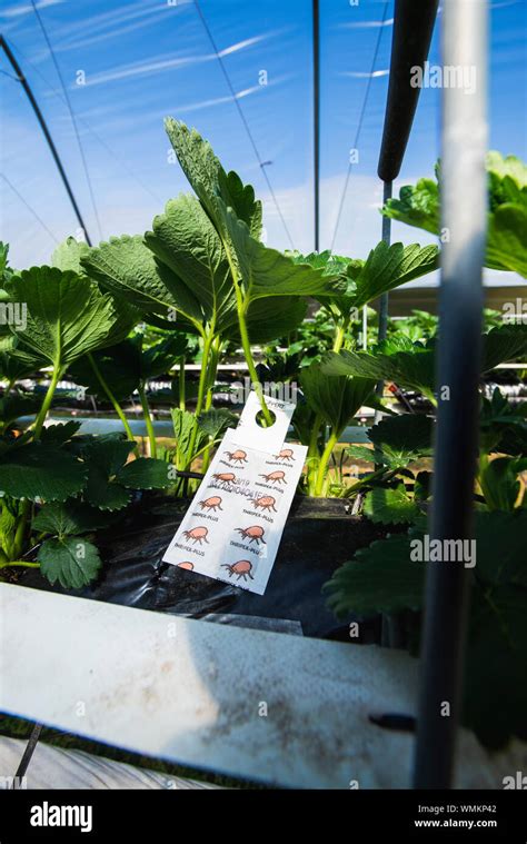 Strawberries Growing On Farm Uk Stock Photo Alamy