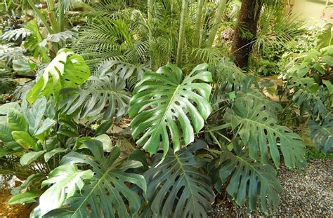 Costilla de Adán o Monstera deliciosa cuidados Guía práctica