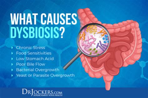 Dysbiosis: What is It and How to Heal Your Microbiome - DrJockers.com