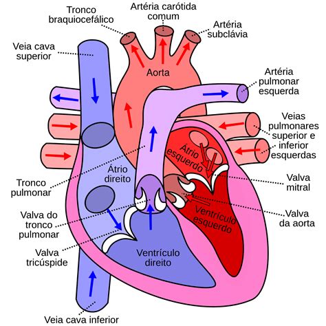 Sobre A Estrutura Do Sistema Cardiovascular é Correto Afirmar Que