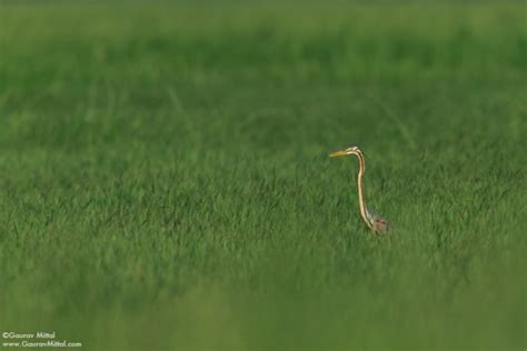 Bird Photography Tips Archives Gaurav Mittal Photography Gaurav