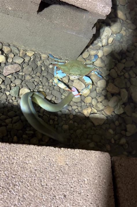 This Man Has An “Eel Pit” Under His Home And It’s Making The Internet ...