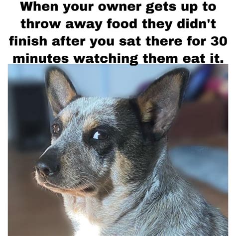 Pin By Amanda Guidry On Gus In 2023 Aussie Cattle Dog Blue Heeler