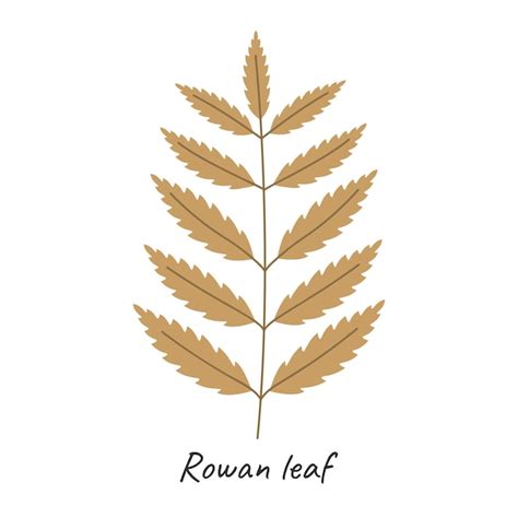 Premium Vector Rowan Autumn Leaf Vector Illustration