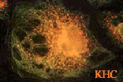 Kinesin Functions – Kinesin