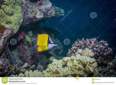 Longnose Butterflyfish stock image. Image of flavissimus - 94563157