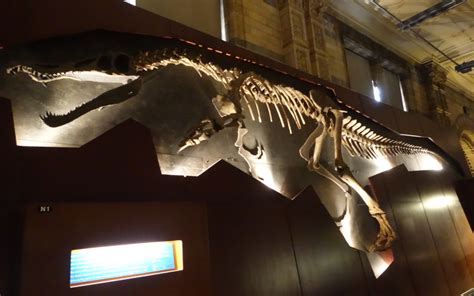 Review London S Natural History Museum Dinosaur Exhibit Travelsort