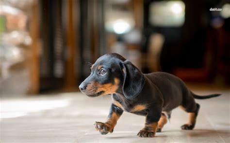 Dachshund Puppies Wallpaper - WallpaperSafari