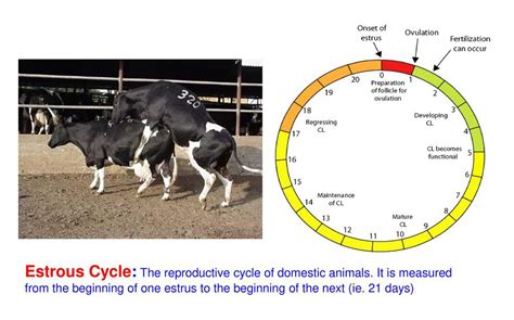 Dairy Cow Estrous Cycle Hot Sex Picture