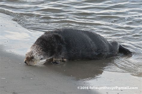 Southern Sea Otter Enhydra Lutris Nereis Hauling Out Dsc Flickr