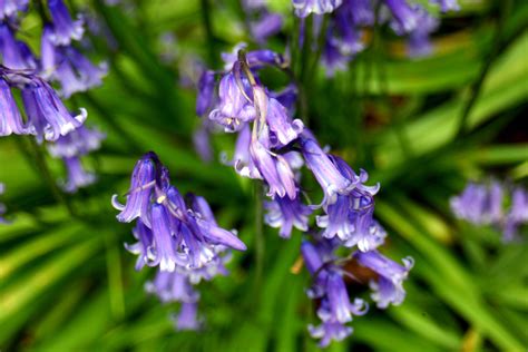 Bluebells Bluebells Plants Photography