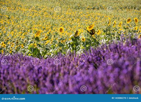 Lavender And Sunflower Field Stock Photo Image Of Lilac Plateau