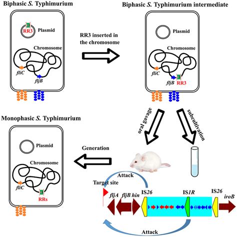 Microevolution Of Salmonella 4 5 12i Derived From Salmonella