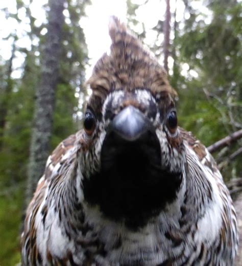 Curious Hazel Grouse Nyfiken J Rpe Axart Birds Nature And Art