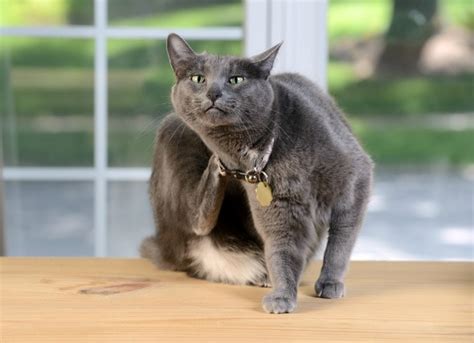 5 Common Cat Skin Problems | PetMD