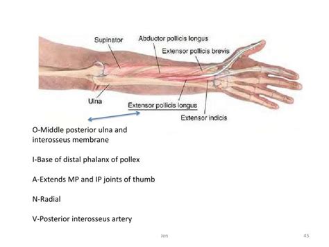 Ppt Wrist And Hand Powerpoint Presentation Id2317175